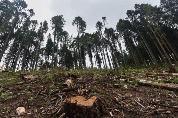 Comunidades de la Sierra Nororiental alertan por el aumento de la tala ilegal y exigen mayor presencia de autoridades ambientales para frenar la deforestación. FOTO: EF.