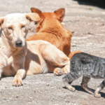 Más de 100 animales rehabilitados por el IBA esperan una segunda oportunidad.