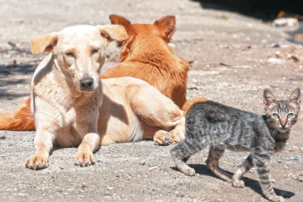 Más de 100 animales rehabilitados por el IBA esperan una segunda oportunidad.