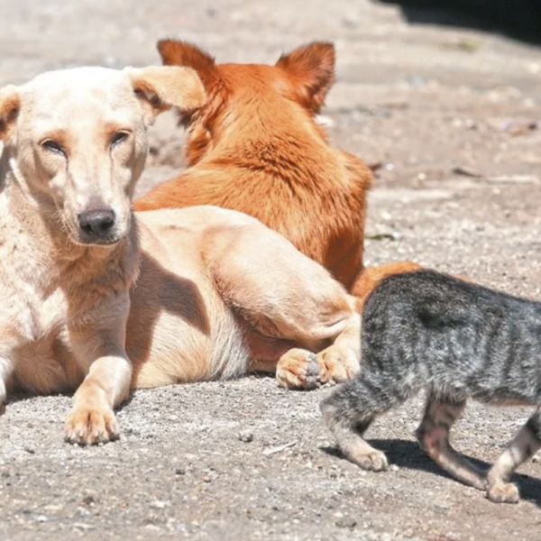 Más de 100 animales rehabilitados por el IBA esperan una segunda oportunidad.