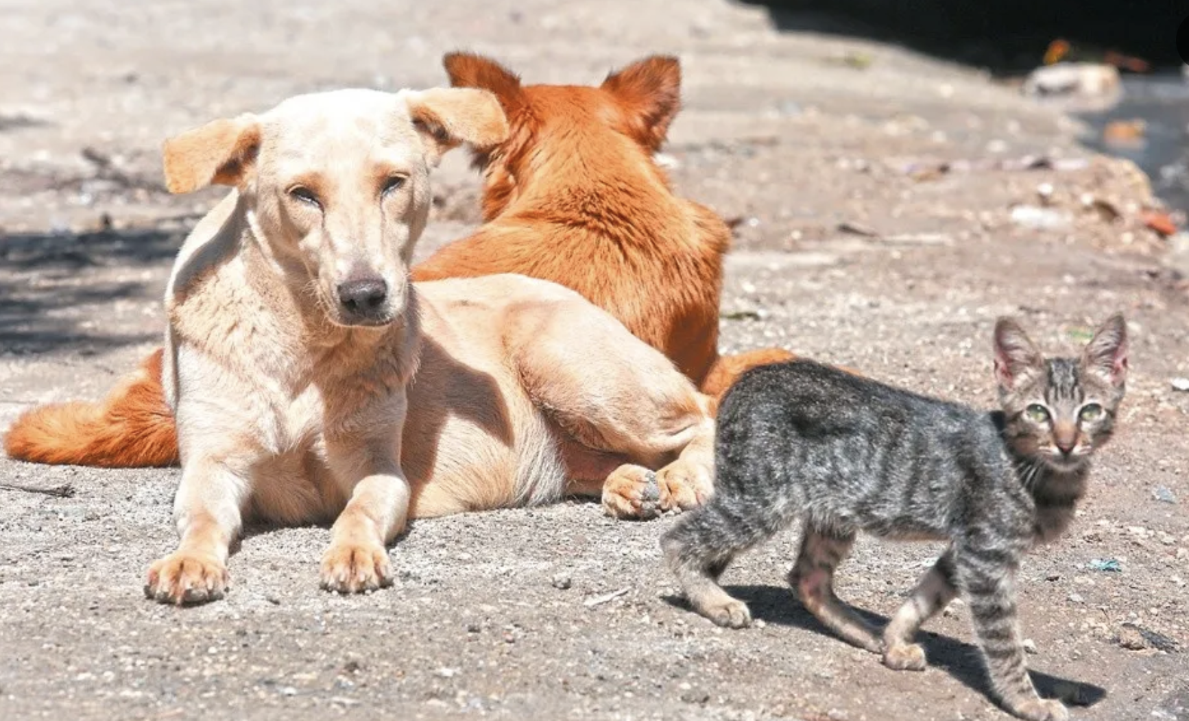 Puebla impulsa la adopción responsable tras rescatar a más de 100 animales víctimas de maltrato