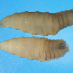 México activa una emergencia nacional de sanidad animal para frenar la expansión del gusano barrenador. FOTO: 24 Horas.