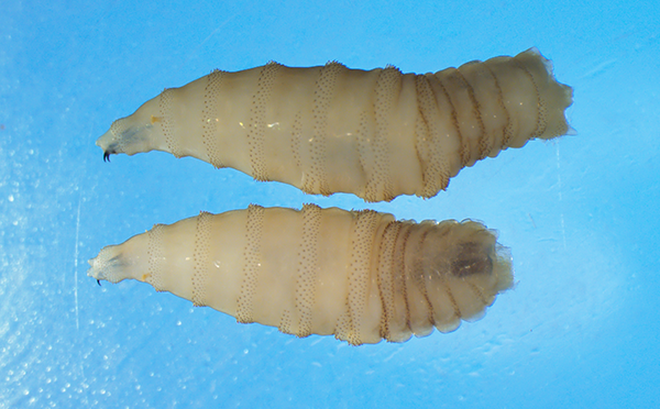 México activa una emergencia nacional de sanidad animal para frenar la expansión del gusano barrenador. FOTO: 24 Horas.