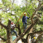 La construcción del Cablebús de Puebla implicará el retiro y reubicación de árboles en la 11 Sur; como compensación, se reforestarán 10 mil ejemplares en la capital. FOTO: Milenio.
