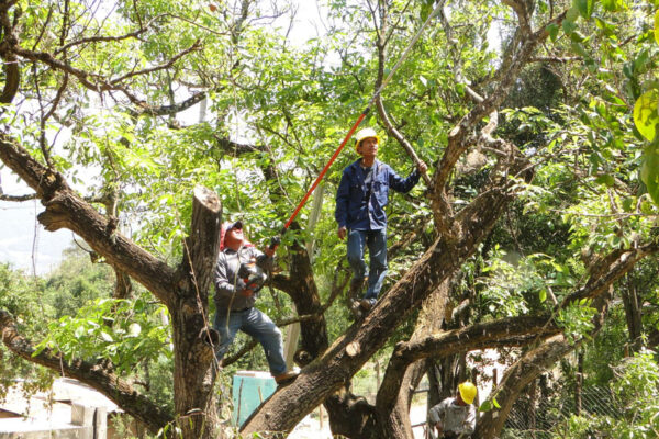 La construcción del Cablebús de Puebla implicará el retiro y reubicación de árboles en la 11 Sur; como compensación, se reforestarán 10 mil ejemplares en la capital. FOTO: Milenio.