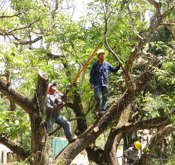 La construcción del Cablebús de Puebla implicará el retiro y reubicación de árboles en la 11 Sur; como compensación, se reforestarán 10 mil ejemplares en la capital. FOTO: Milenio.