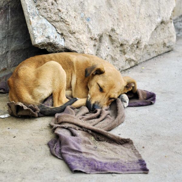 Puebla capital suma más de 320 denuncias por maltrato animal en la actual administración; más de 80 casos ya fueron turnados a la FGE para su seguimiento legal.