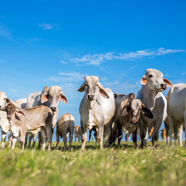 Productores advierten que la declaratoria de emergencia nacional ha provocado una sobrerregulación que complica el traslado de animales.