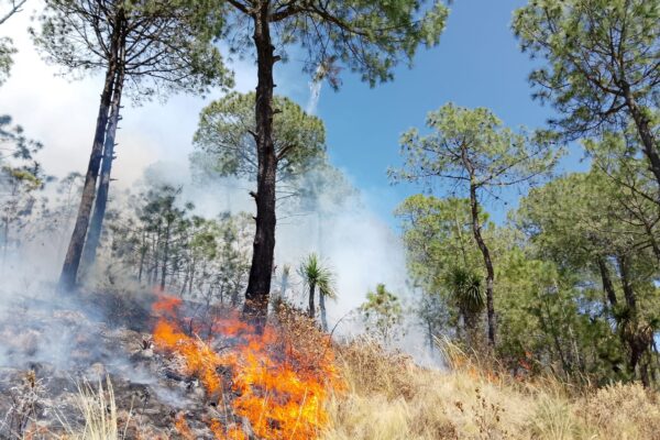 Puebla y Tlaxcala cerraron 2025 con 396 incendios forestales y más de 15 mil hectáreas afectadas, según datos de Conafor. FOTO: Redes sociales.