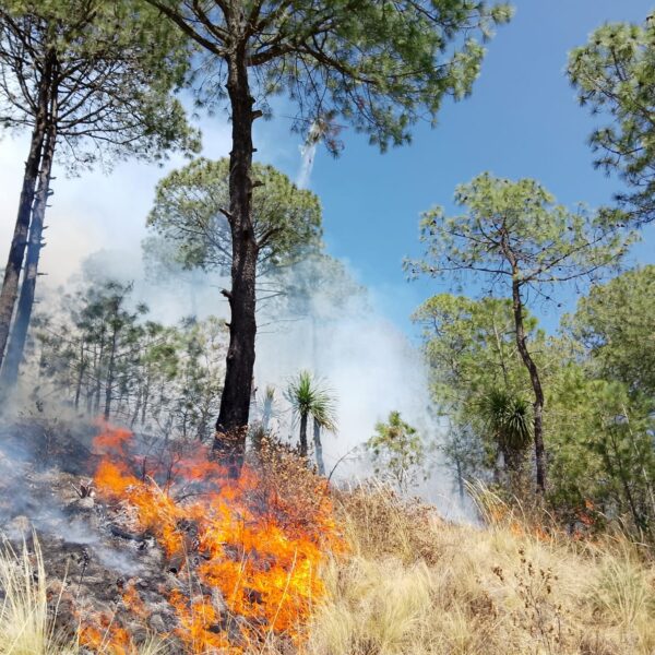 Puebla y Tlaxcala cerraron 2025 con 396 incendios forestales y más de 15 mil hectáreas afectadas, según datos de Conafor. FOTO: Redes sociales.