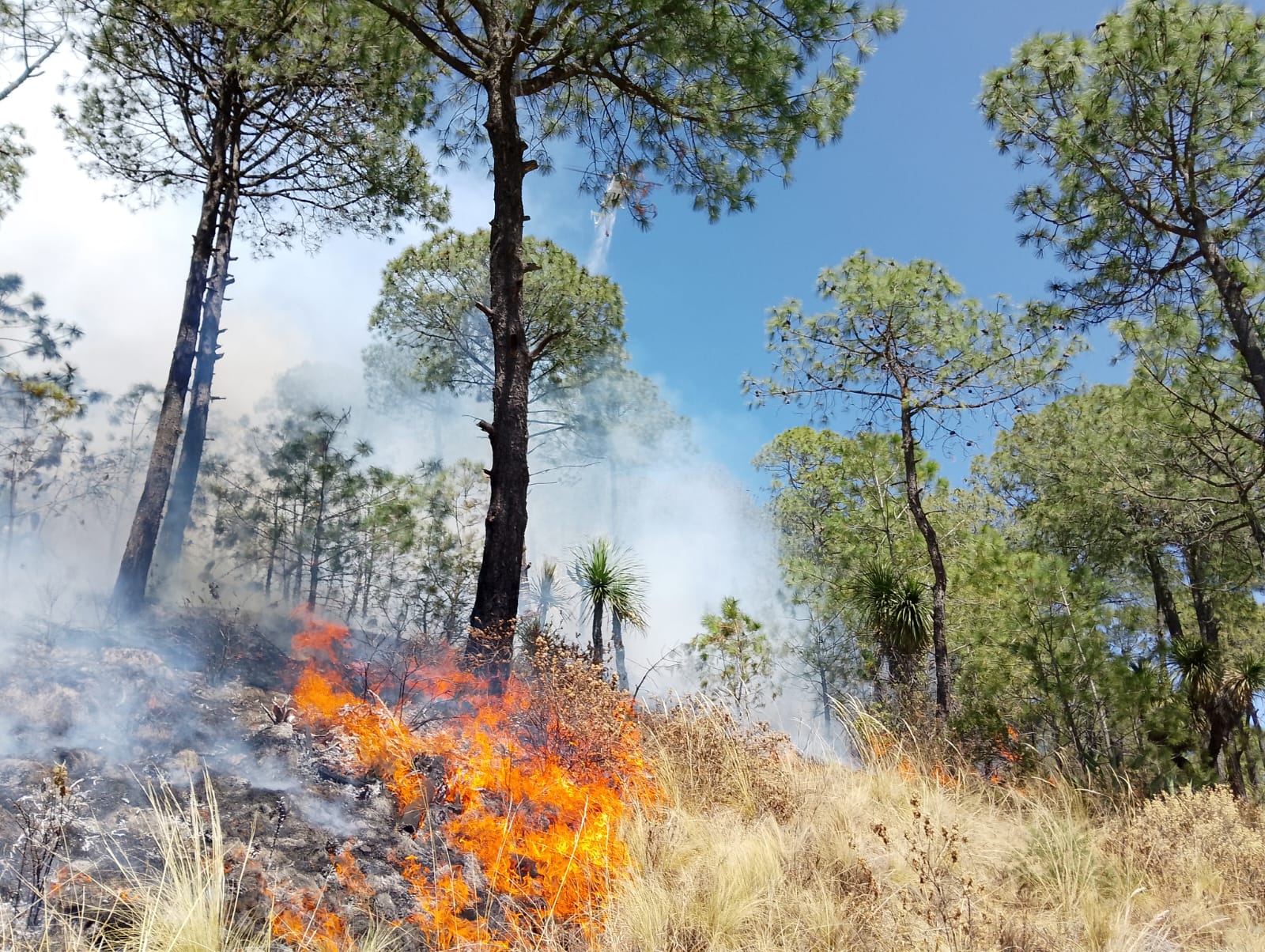 Puebla y Tlaxcala cerraron 2025 con 396 incendios forestales y más de 15 mil hectáreas afectadas, según datos de Conafor. FOTO: Redes sociales.