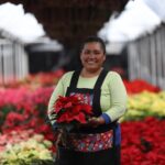 Puebla se consolida como uno de los principales productores de Noche Buena, con más de 3 millones de plantas cultivadas y una derrama económica de 110 millones de pesos. FOTO: Portal Ambiental.
