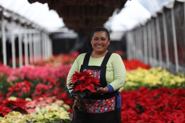 Puebla se consolida como uno de los principales productores de Noche Buena, con más de 3 millones de plantas cultivadas y una derrama económica de 110 millones de pesos. FOTO: Portal Ambiental.