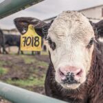 Una escasez histórica de ganado en Estados Unidos comienza a golpear a la industria cárnica y anticipa precios elevados.