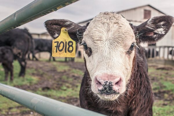 Una escasez histórica de ganado en Estados Unidos comienza a golpear a la industria cárnica y anticipa precios elevados.