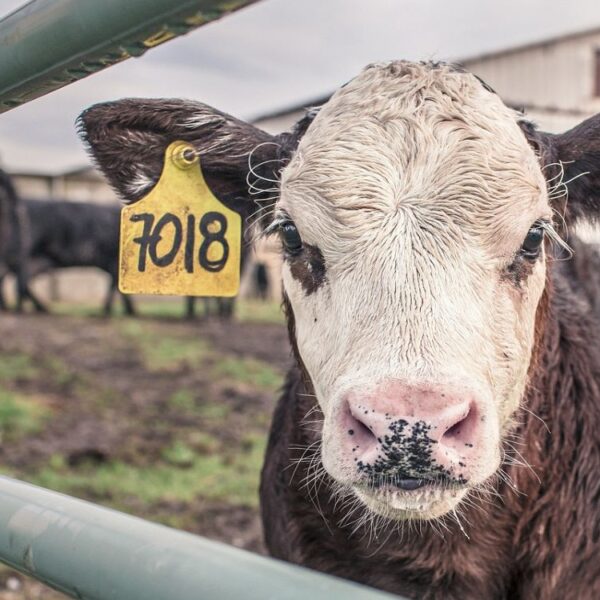 Una escasez histórica de ganado en Estados Unidos comienza a golpear a la industria cárnica y anticipa precios elevados.