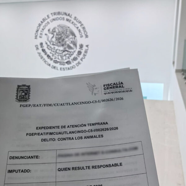 El Ayuntamiento de Texmelucan llamó a denunciar cualquier caso de maltrato animal y reiteró su compromiso con la protección de los seres sintientes.