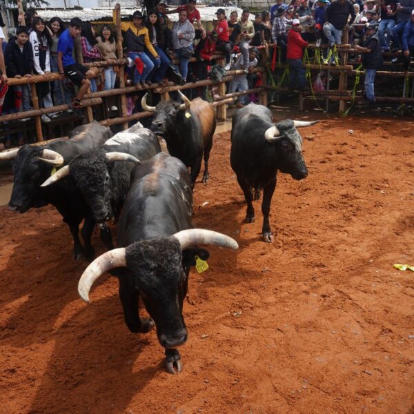 Toros. Foto: el Informador Hidalgo.