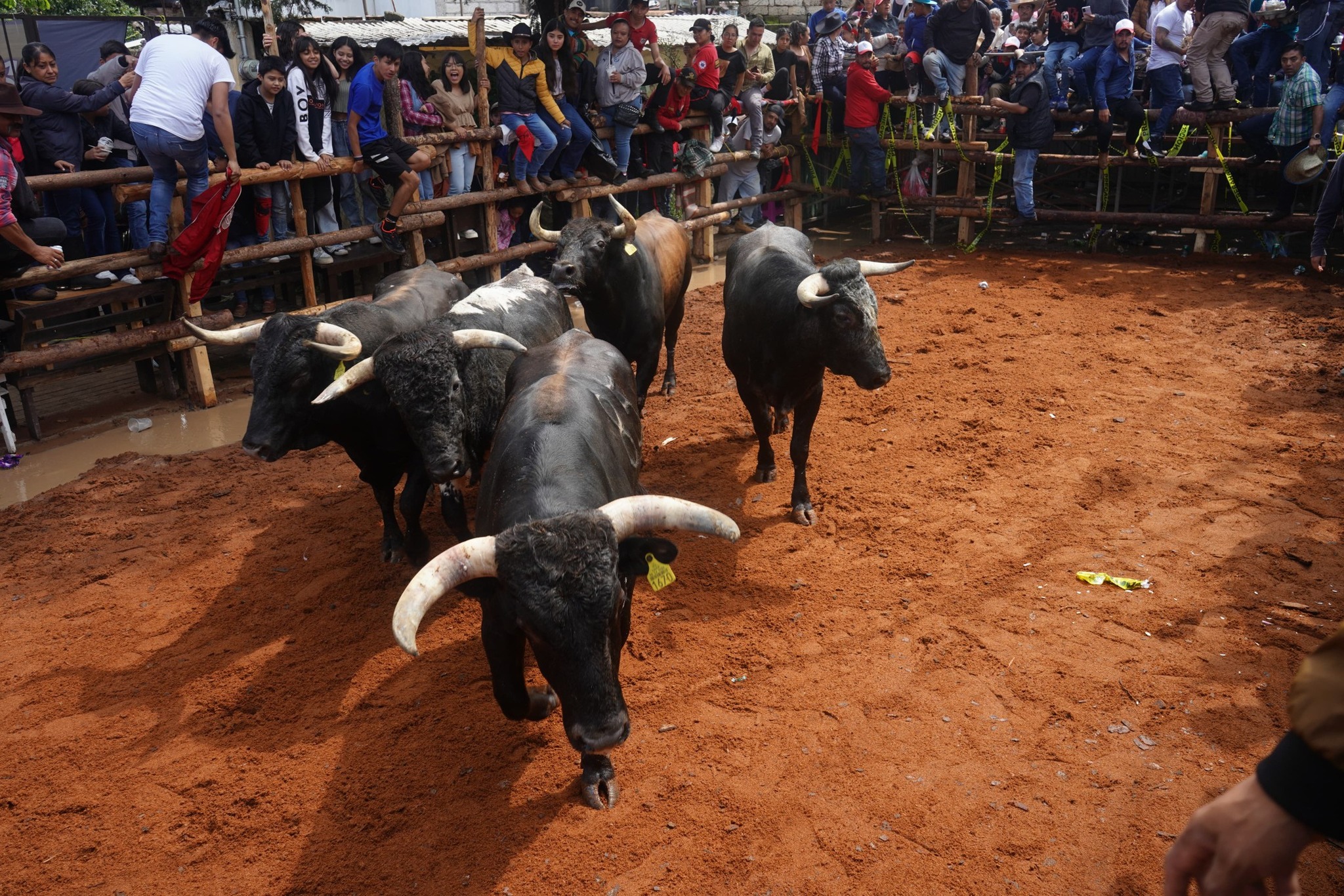 Toros. Foto: el Informador Hidalgo.
