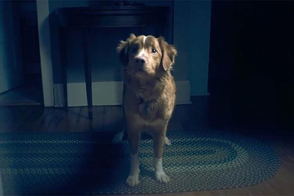 Indy. Foto: Paola&Nacho.