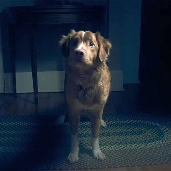 Indy. Foto: Paola&Nacho.