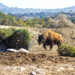 Arranca en Puebla campaña para reciclar árboles de Navidad con apoyo de Africam Safari Cinco centros de acopio operarán en Puebla capital para el reciclaje de árboles navideños; participantes recibirán un cupón 2x1 para Africam Safari o Arboterra.