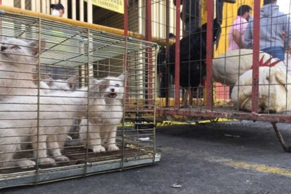 El Ayuntamiento de Puebla denunció ante la FGE tres casos de venta ilegal de animales en 2025; Analco, San Luis y la CAPU concentran los principales reportes. FOTO: El Universal.