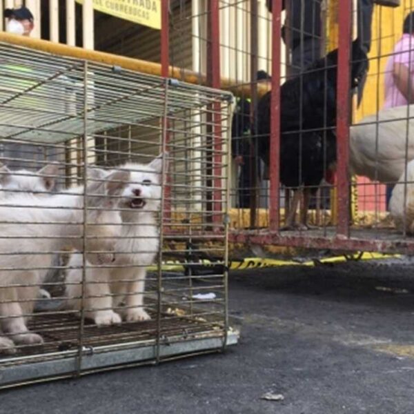 El Ayuntamiento de Puebla denunció ante la FGE tres casos de venta ilegal de animales en 2025; Analco, San Luis y la CAPU concentran los principales reportes. FOTO: El Universal.