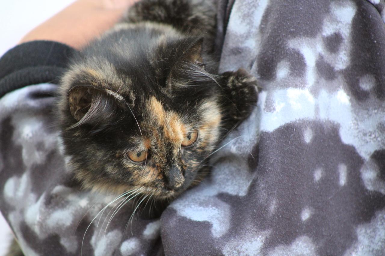 Gobierno de la Ciudad llama a reforzar cuidados de mascotas ante bajas temperaturas