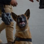 La SSC Puebla reportó que, entre octubre de 2024 y enero de 2026, decomisó más de 151 kilos de droga durante operativos en centrales de abasto y paqueterías.