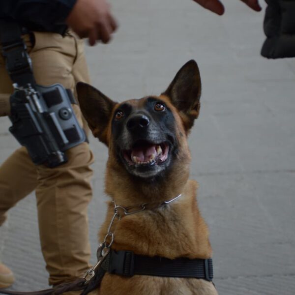 La SSC Puebla reportó que, entre octubre de 2024 y enero de 2026, decomisó más de 151 kilos de droga durante operativos en centrales de abasto y paqueterías.