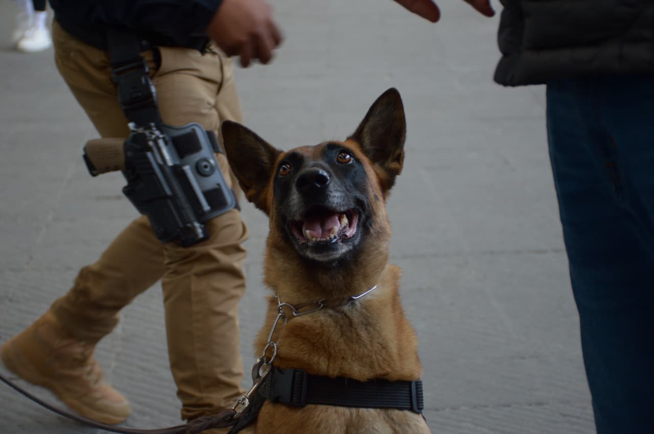 Unidad Canina K9 refuerza seguridad en Puebla capital con decomisos y operativos preventivos