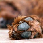 El Ayuntamiento de Texmelucan inició pesquisas de oficio tras denuncias en redes sobre maltrato animal en la comunidad de San Francisco Tepeyecac. FOTO: Blog Agrocampo.