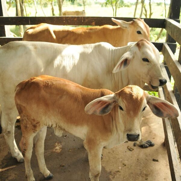 El gusano barrenador sigue amenazando el ganado poblano, con dos nuevos casos confirmados en la Sierra Norte.