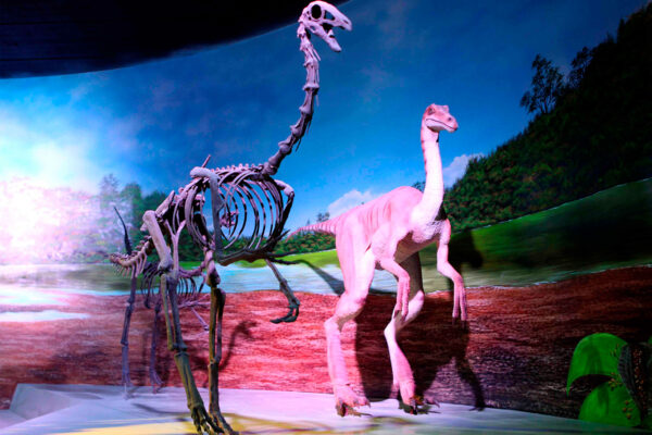 El Museo de la Evolución Puebla cumple una década consolidado como uno de los recintos científicos más completos del país, con una colección de fósiles ejemplar y única. FOTO: México es Cultura.