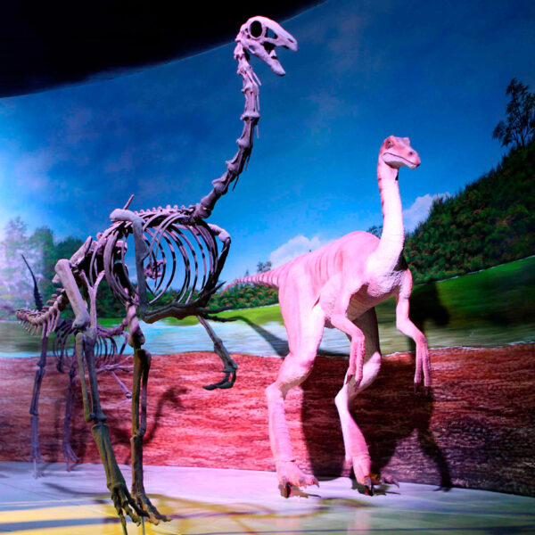 El Museo de la Evolución Puebla cumple una década consolidado como uno de los recintos científicos más completos del país, con una colección de fósiles ejemplar y única. FOTO: México es Cultura.