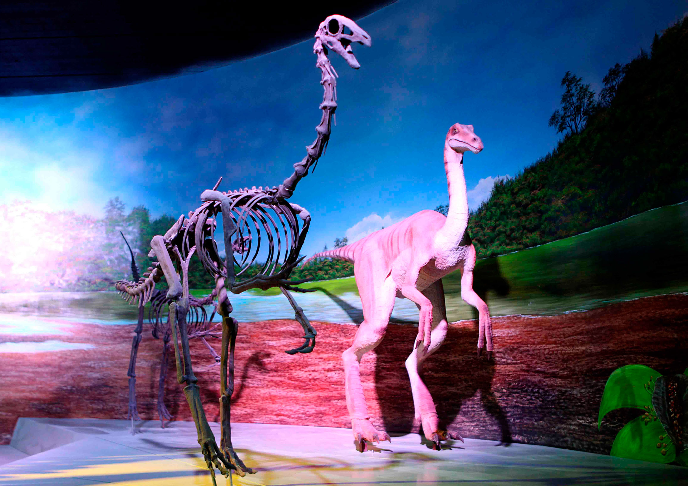 El Museo de la Evolución Puebla cumple una década consolidado como uno de los recintos científicos más completos del país, con una colección de fósiles ejemplar y única. FOTO: México es Cultura.