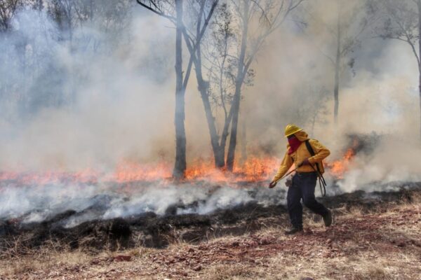 La superficie forestal afectada por incendios en Puebla cayó 68% en 2025; autoridades atribuyen el resultado a prevención, tecnología y coordinación interinstitucional. FOTO: Milenio.
