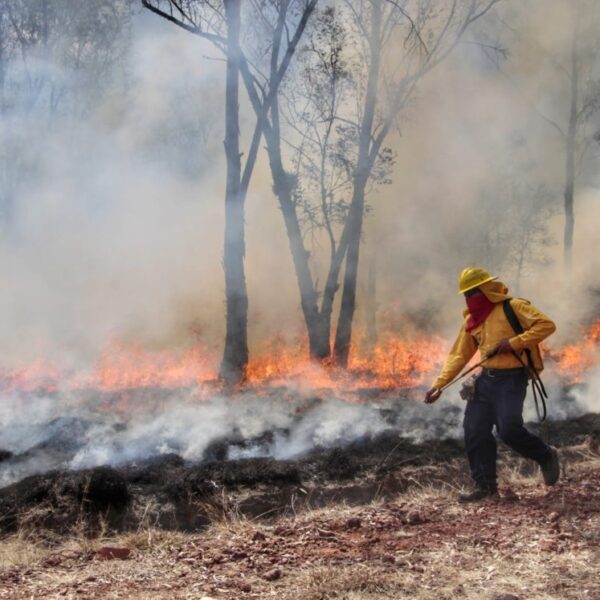 La superficie forestal afectada por incendios en Puebla cayó 68% en 2025; autoridades atribuyen el resultado a prevención, tecnología y coordinación interinstitucional. FOTO: Milenio.