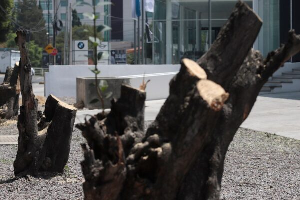 Fiscalía investiga tala ilegal en Puebla tras denuncias del Ayuntamiento por derribos sin autorización ambiental. FOTO: Milenio.