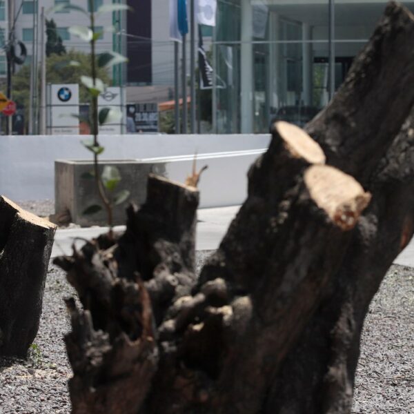 Fiscalía investiga tala ilegal en Puebla tras denuncias del Ayuntamiento por derribos sin autorización ambiental. FOTO: Milenio.