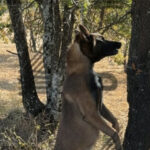 Crueldad animal en Haras del Bosque; hallan un pastor belga colgado de un árbol e inician investigación. FOTO: Cinco Radio.