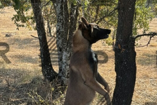 Crueldad animal en Haras del Bosque; hallan un pastor belga colgado de un árbol e inician investigación. FOTO: Cinco Radio.