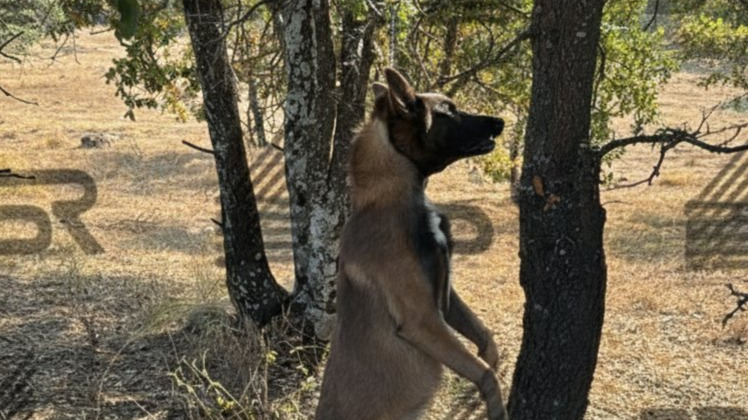 Investigan asesinato de perro Pastor Belga hallado colgado en Cuautinchán