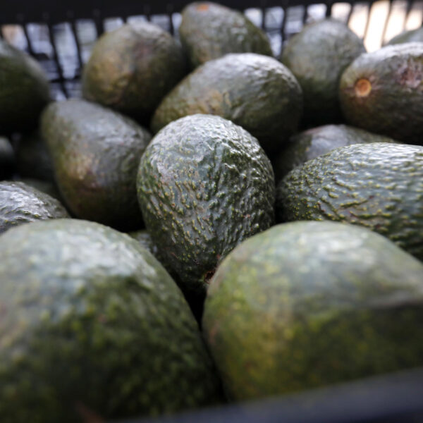 Entre octubre y enero, el aguacate poblano gana terreno en el mercado nacional ante la concentración de las exportaciones de Michoacán y Jalisco hacia Estados Unidos por la demanda del Super Bowl. FOTO: EFE.