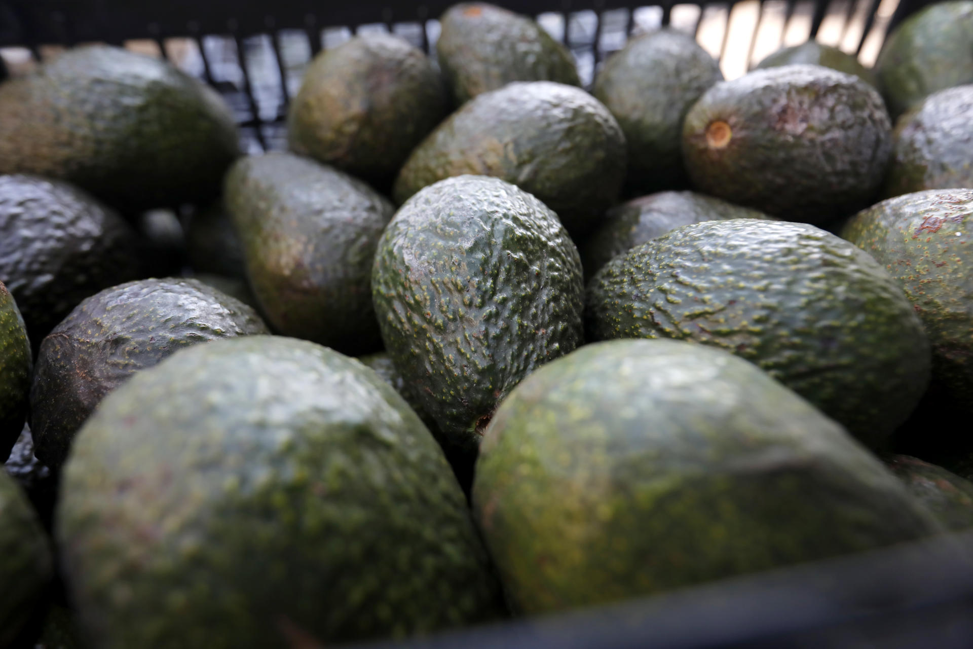 Entre octubre y enero, el aguacate poblano gana terreno en el mercado nacional ante la concentración de las exportaciones de Michoacán y Jalisco hacia Estados Unidos por la demanda del Super Bowl. FOTO: EFE.