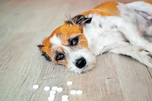 El Ayuntamiento de Texmelucan informó que presentó una denuncia ante el Ministerio Público por el presunto envenenamiento de caninos en la junta auxiliar de San Francisco Tepeyac.