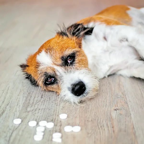 El Ayuntamiento de Texmelucan informó que presentó una denuncia ante el Ministerio Público por el presunto envenenamiento de caninos en la junta auxiliar de San Francisco Tepeyac.