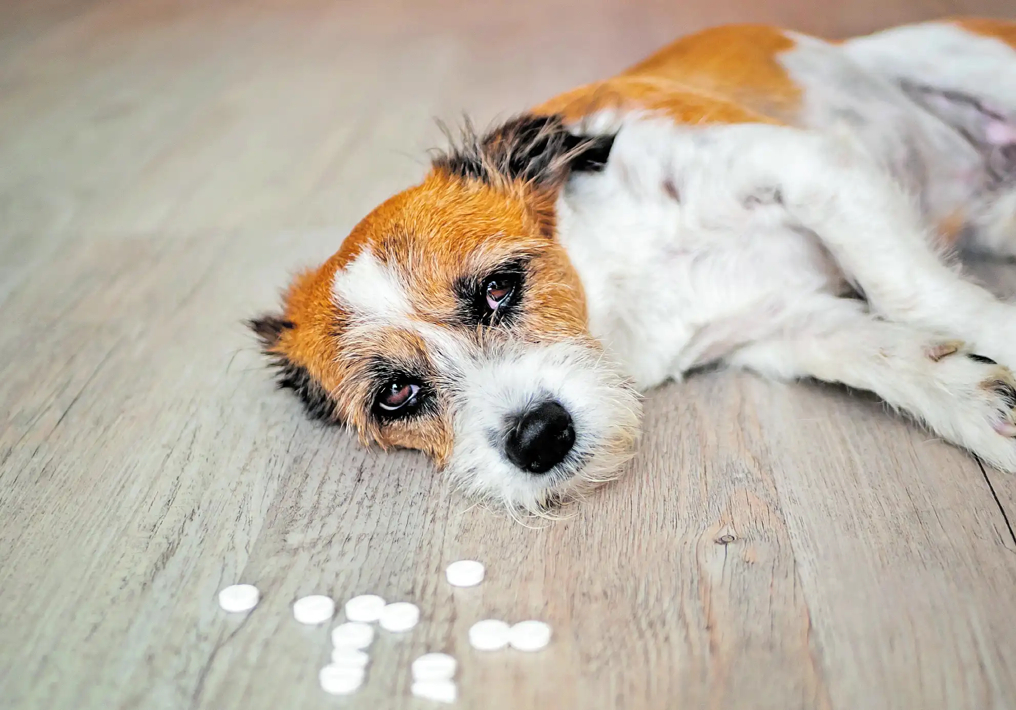 Denuncian envenenamiento de perros en San Francisco Tepeyec, Texmelucan