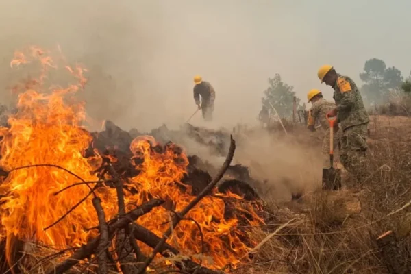 Para combatir la deforestación en la Sierra Negra, el Gobierno de Puebla instalará un vivero de germoplasma y frutales en la región.